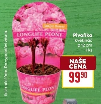 Pivoňka - paeonia