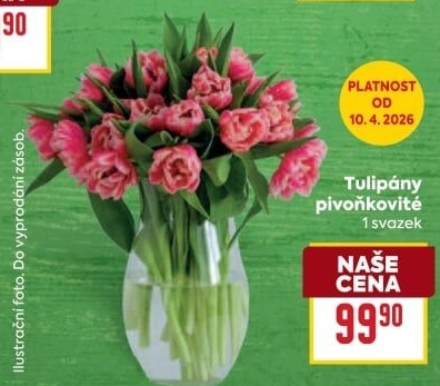 Řezané tulipány