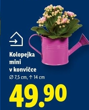 Kalanchoe - Kolopejka