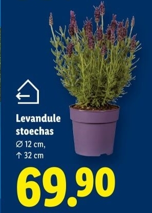 Levandule