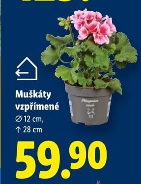 Muškáty / Pelargonie