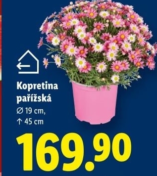 Kopretiny