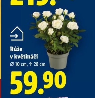 Růže