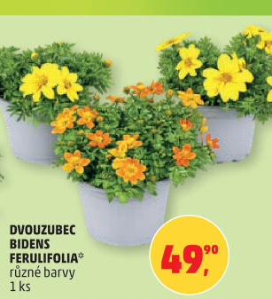Dvouzubec - Bidens