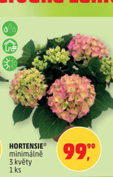 Hortenzie - Hydrangea