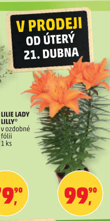 Lilie