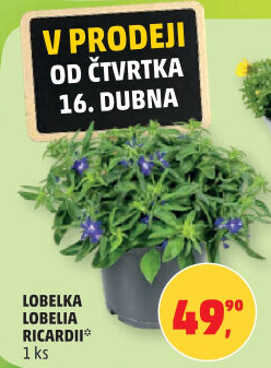 Lobelka - Lobelia