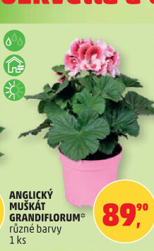 Muškáty / Pelargonie