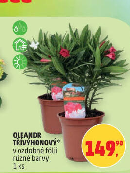 Oleandr