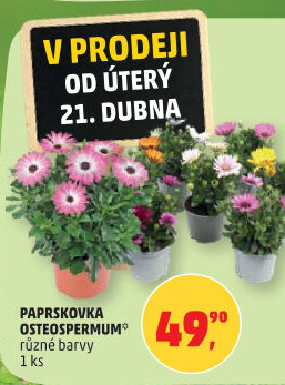 Paprskovka - Kapská kopretina - Osteospermum