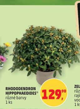 Rododendron - Pěnišník - Azalea