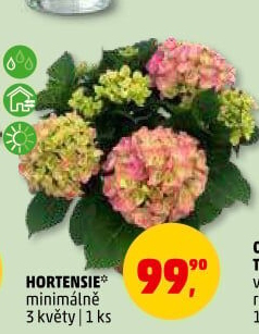 Hortenzie - Hydrangea