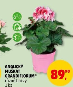 Muškáty / Pelargonie