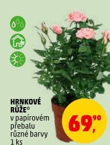Růže