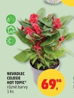 Nevadlec - Celosie