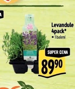 Levandule