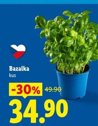 Bylinky v květináči
