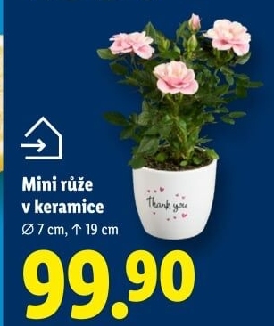 Růže