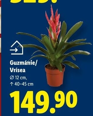 Guzmánie