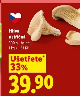 Hlíva ústřičná