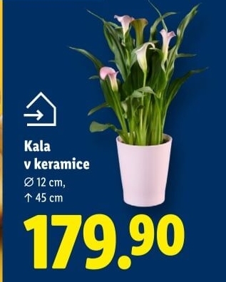 Kala - Calla