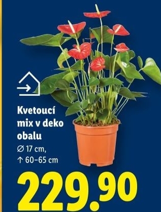 Mix kvetoucích rostlin