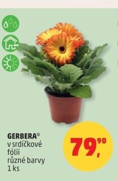 Gerbera