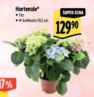 Hortenzie - Hydrangea