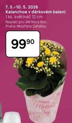 Kalanchoe - Kolopejka