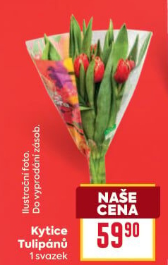 Řezané tulipány