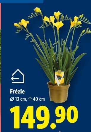 Frézie