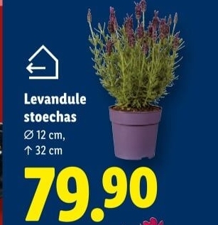 Levandule