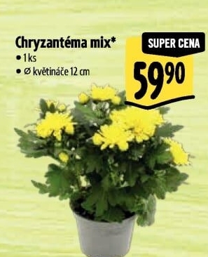 Chrysanthemum - Chryzantéma