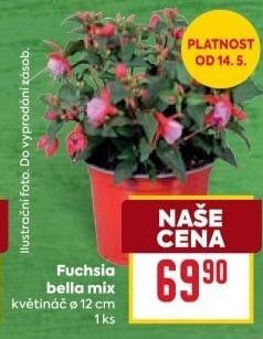Fuchsie