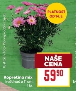 Kopretiny