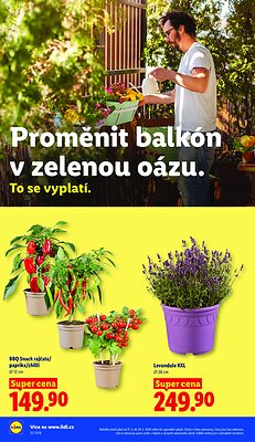 akční leták Lidl 21.5.2026-24.5.2026